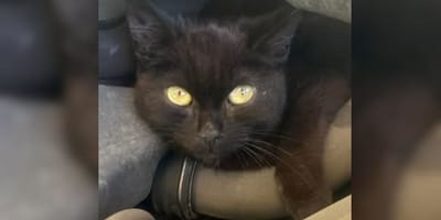 Black kitten found in workshop