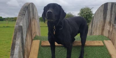 Black labrador