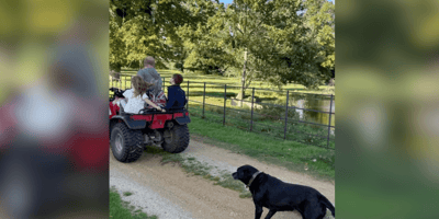 Black Labrador Pula follows Prince Harry, Lillibet and Archie in field