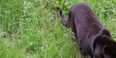 Black Leopard walking through grass in field
