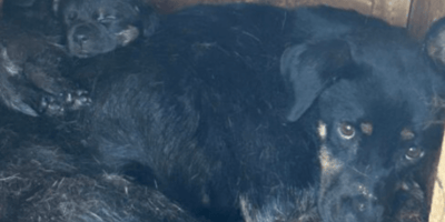 Perra madre negra con cachorro en la perrera