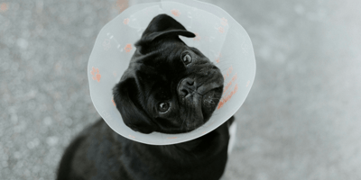 Black put with Elizabethan collar