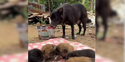Black stray dog with puppies
