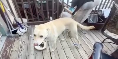 Blanco le chien