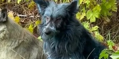 Perro azul en Chernóbil