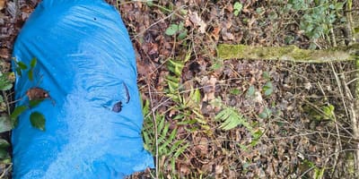Blauer Müllsack auf dem Waldboden