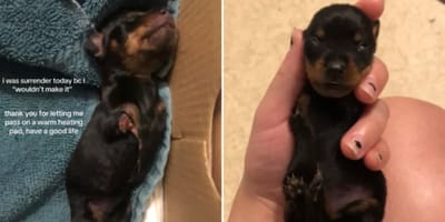 Blessit, de tweebenige teckel