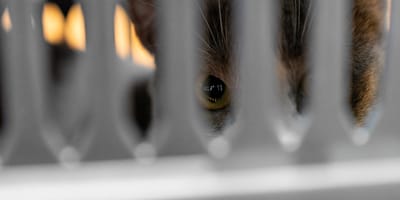 Blick in eine Katzen-Transportbox