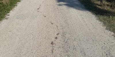 Blutspuren auf dem Weg