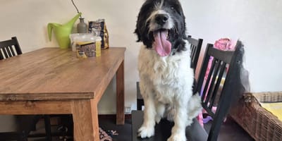 Bo is op zoek naar een nieuw thuis? Adopteer jij hem?