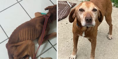 Bob, chien à adopter