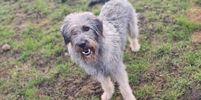 Bobby is op zoek naar een nieuw thuis? Ben jij diegene die hem adopteert?