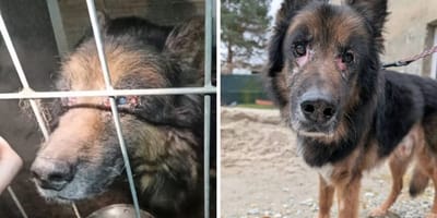 Bols, owczarek niemiecki, który przeżył piekło