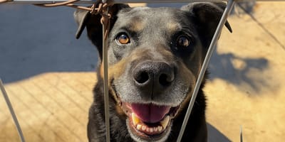 Bolt wacht al 7 jaar in het asiel, wie adopteert deze lieve hond?