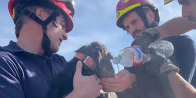 bomberos-madrid-rescatan-perrita-madriguera