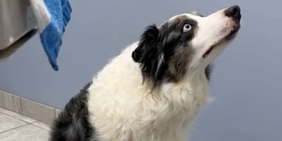Border Collie