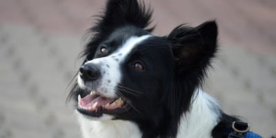 border collie