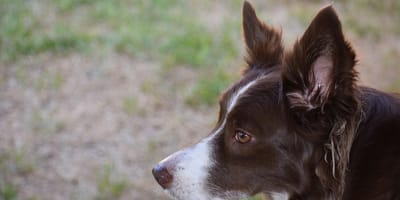 border collie