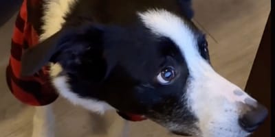 Border Collie