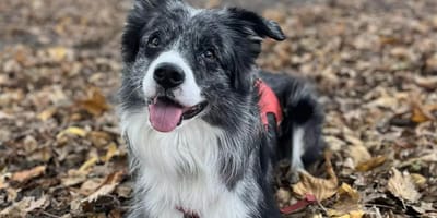 Border Collie Baco redt bewusteloze man