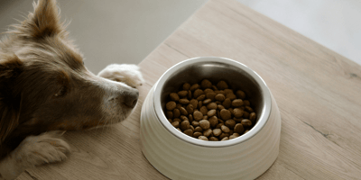 Border Collie looking at food bowl