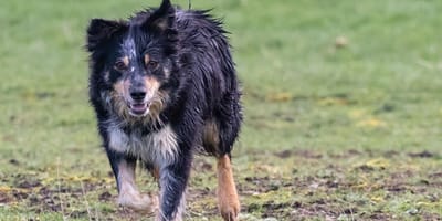 Border Collie type dog walking in field