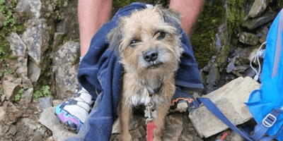 Border Terrier found alive after being lost for 19 days