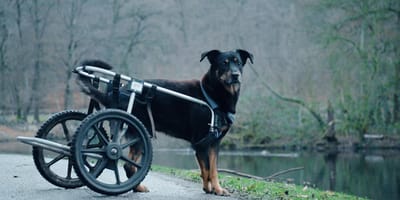 Boris de straathond in Curacao loopt nu in Arnhem rond met een rolstoel