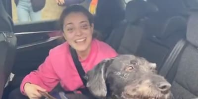 Boro chien accident Espagne