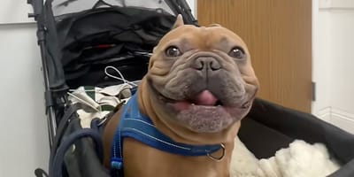 Franse Bulldog