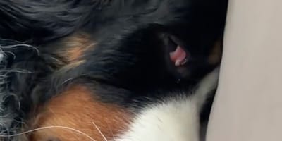 Berner Sennenhond