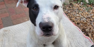 Bowie le chien