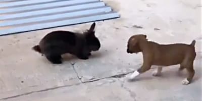 Cachorro de bóxer con conejo negro