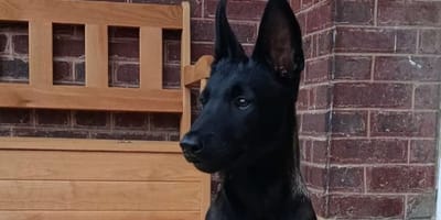 Brako le chien policier