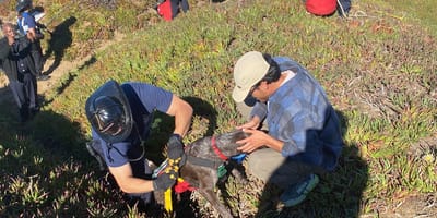 Brandweer San Francisco redt hond van klif