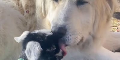 Bristol and Clover