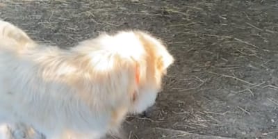 Bristol la cagnolina
