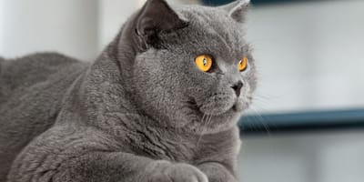 British shorthair