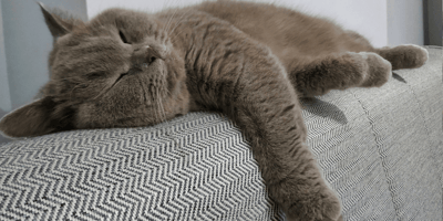 do british shorthairs shed: British Shorthair resting on the sofa