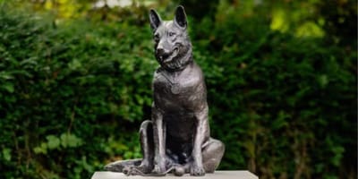 Bronze statue of German Shepherd