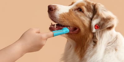 Brosser les dents de son chien