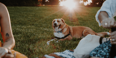 Brown and white dog lying down in park during picnic