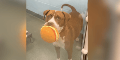 Brown and white Pit Bull