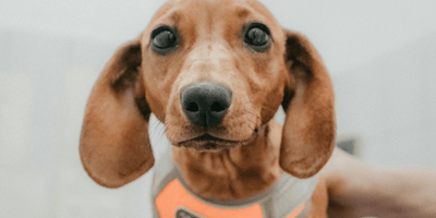 Brown Dachshund looking at camera