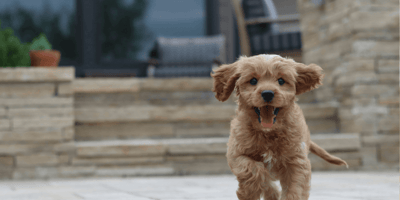 Brown doodle puppy running towards the camera