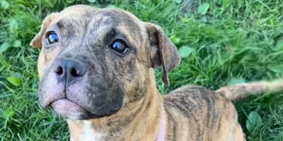 Brownie la cagnolina