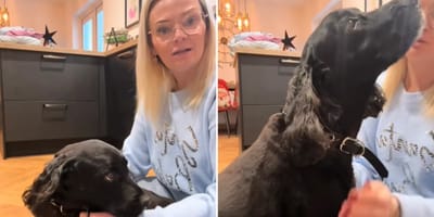 Bruiser und seine Halterin nach dem "Blutbad"