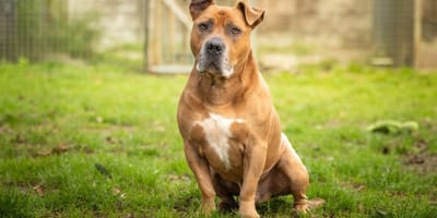 Bruno is op zoek naar een nieuw thuis. Adopteer jij hem?