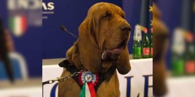 Bruno the sniffer dog