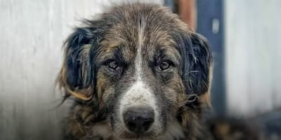 Bubu is op zoek naar een nieuw thuis. Adopteer jij hem?